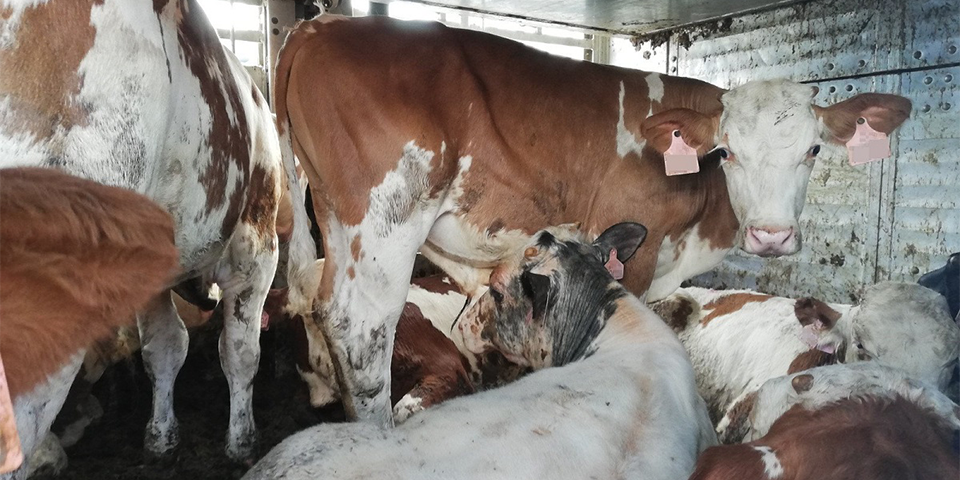 Unsere Tiere - Tierschutz-CH - Tiertransporte Special - H2 - 960x480 - Sendung 11102020