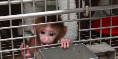 Tierversuche (1).png