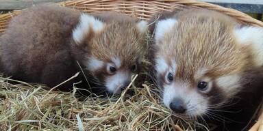 Herberstein freut sich über doppelten Panda-Nachwuchs
