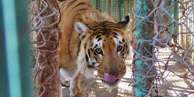 Tiger aus 