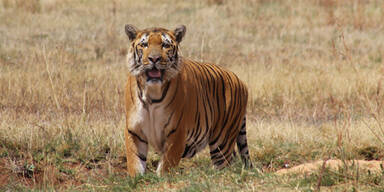 Tiger aus 