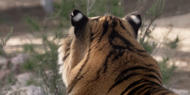Tiger.PNG