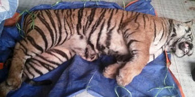 Männer schmuggelten gefrorenen Tiger