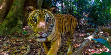 Emmanuel Rondeau/WWF-US