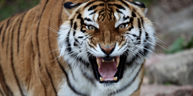 Tiger tötet Tierpfleger (52) in rumänischem Zoo