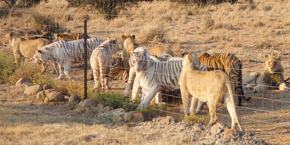Tiger- und Großkatzen-Zucht in Südafrika