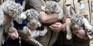 Tigerbabys Wei&szlig;er Zoo