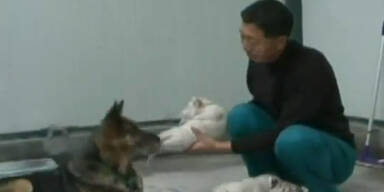 Tigerbabys nuckeln bei Hunde-Ersatz-Mama