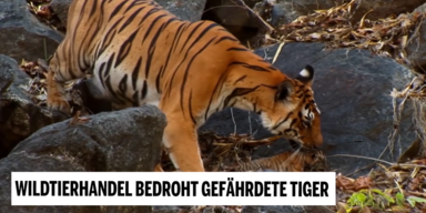 Tigerhandel 1.PNG