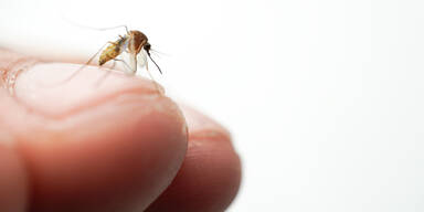 Tigerm&uuml;cken werden in Graz erfolgreich sterilisiert