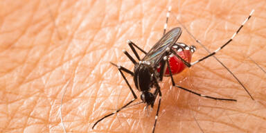 Tigerm&uuml;cke sorgt f&uuml;r Gelsen-Plage in Wien