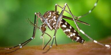 Linz: Tigerm&uuml;cke bleibt unter strenger Beobachtung