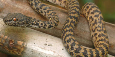 163 neue Arten am Mekong entdeckt