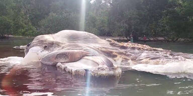 Mysteri&ouml;ser Riesen-Tintenfisch l&ouml;st Milit&auml;reinsatz aus