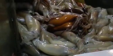 Tintenfische (1).png