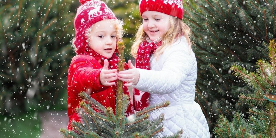 Früher oder später - Wann sollte man am besten den Christbaum kaufen?
