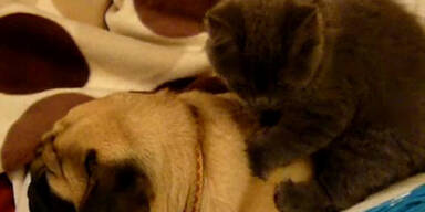 Katze verwöhnt Hund mit Thai-Massage