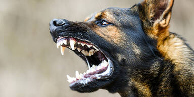 Virus-Alarm in beliebtem Urlaubs-Paradies: Tollwütiger Hund verletzt 15 Menschen