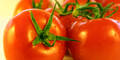 Tomaten