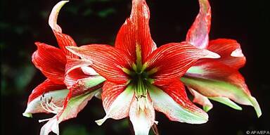 Tontopf für Amaryllis am besten geeignet