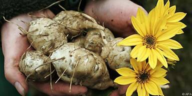 Topinambur hat wenig Kalorien