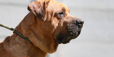 Tosa Inu haben Leinen- und Maulkorbpflicht im &ouml;ffentlichen Raum
