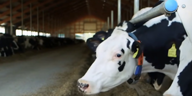 Totalumbau Landwirtschaft