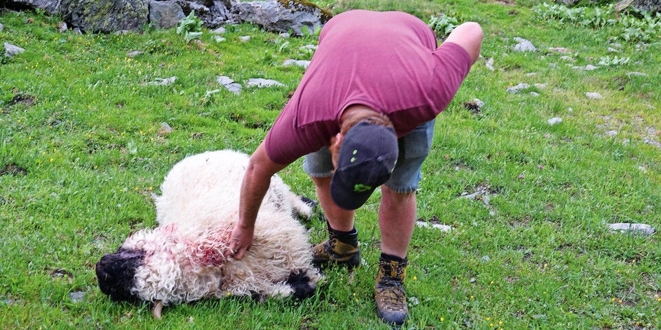 Wolf-Massaker auf Schafalm
