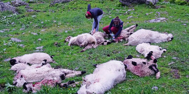 Wolf-Massaker auf Schafalm