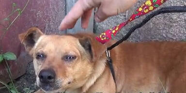 Hunde kehren 18 Monate zu totem Herrchen zur&uuml;ck