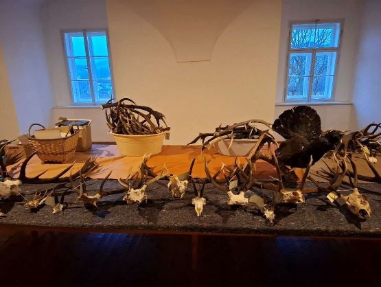 Hirsch Trophäen Wolfsberg