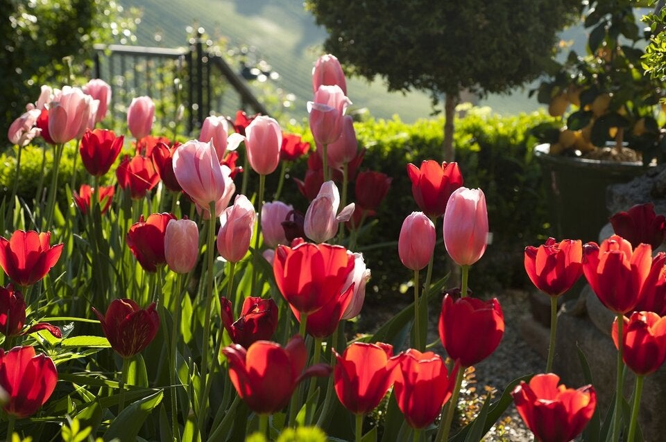 Tulpen - GartenCH - NaturLust #16 - NaturGarten - Aufmacher - Konsole