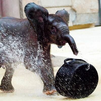 Tuluba - Schönbrunns Besucherliebling