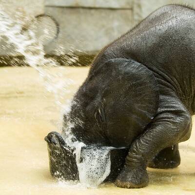 Tuluba - Schönbrunns Besucherliebling