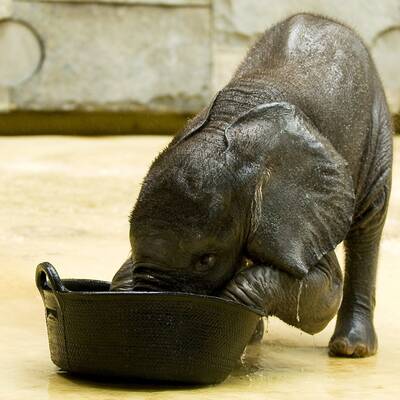 Tuluba - Schönbrunns Besucherliebling