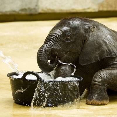Tuluba - Schönbrunns Besucherliebling