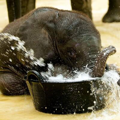 Tuluba - Schönbrunns Besucherliebling