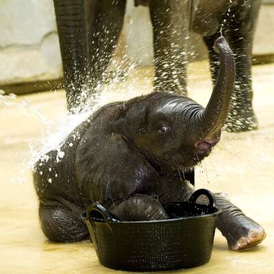 Tuluba - Schönbrunns Besucherliebling