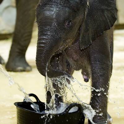 Tuluba - Schönbrunns Besucherliebling