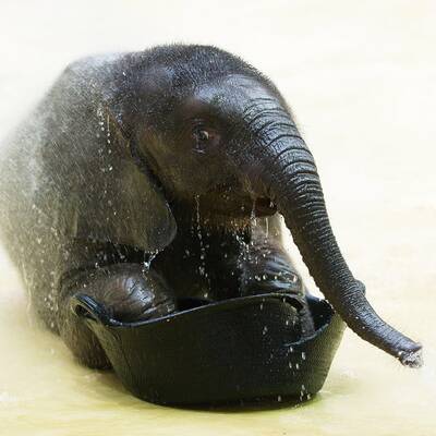 Tuluba - Schönbrunns Besucherliebling