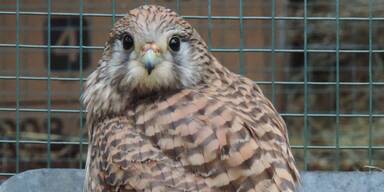 Turmfalken-M&auml;dchen bricht sich bei Autounfall Bein