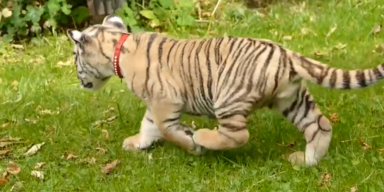 USA tigerhaltung 2.PNG