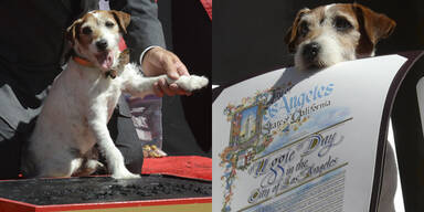 Uggie verewigt am "Walk of Fame"