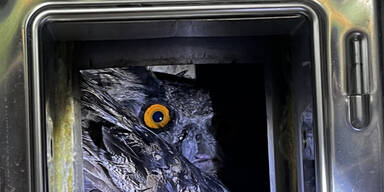 Uhu steckte im Kamin