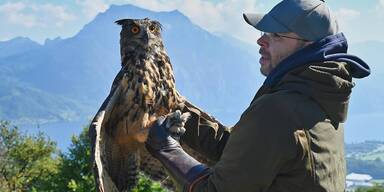 Uhu wieder ausgewildert