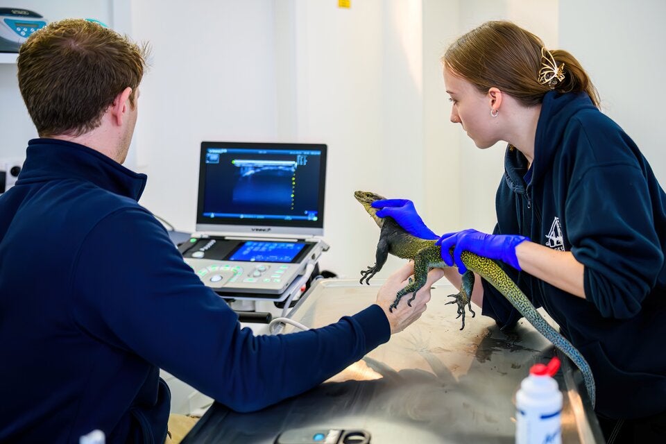 Das Geschlecht dieses seltenen Dreifarbwarans wird mittels Ultraschalluntersuchung bestimmt.  