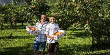 Perfektes Erntejahr für die Wachauer Marillenbauern