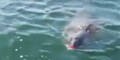 Rätsel um Killer-Delfin an der Ostsee