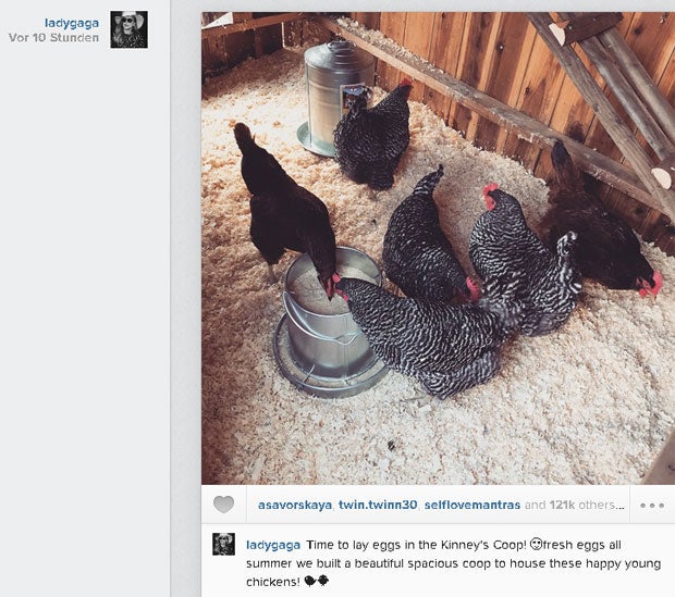 Lady Gaga: Hühnerstall