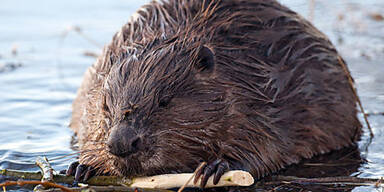 Biber f&auml;llte Baum und l&ouml;ste Lkw-Crash aus